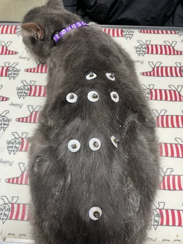 猫ちゃんの背中にお灸をしている様子