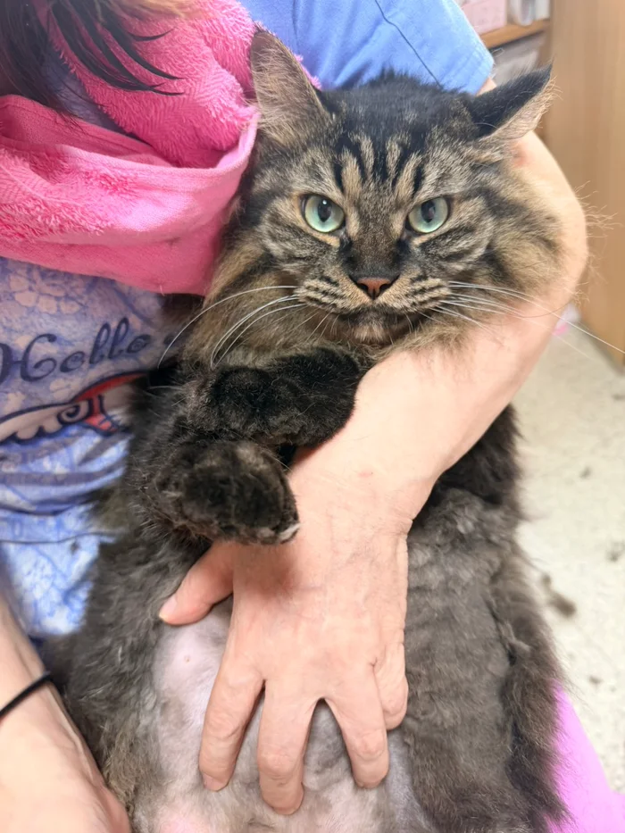 人に抱かれた猫ちゃん