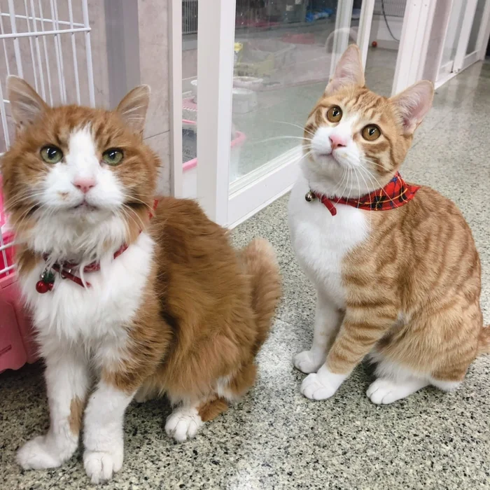 並んで過ごす2匹の猫ちゃん