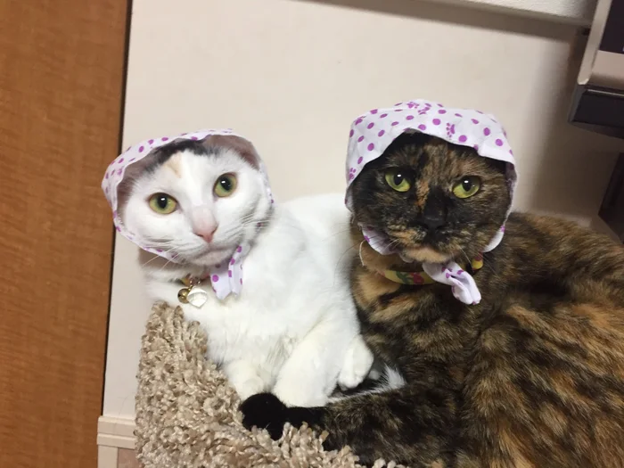 おそろいの被りものをした2匹の猫ちゃん