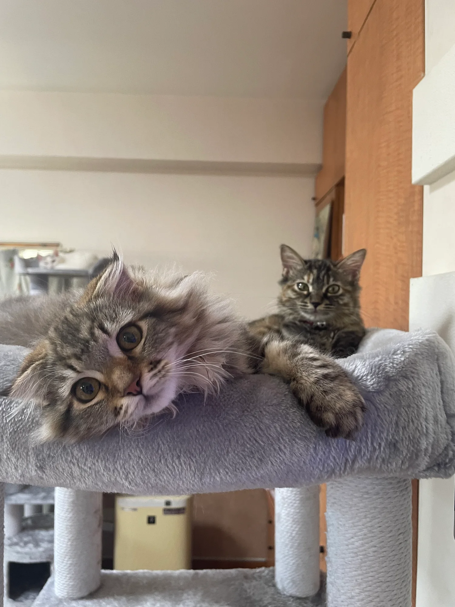 キャットタワーで一緒に過ごす2匹の猫ちゃん